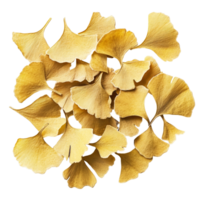 Ginkgo seeds scattered on a transparent background highlighting their unique shapes and textures, Ginkgo seeds on transparent background png