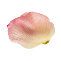 Closeup view of a delicate pink lotus petal resting gently on a transparent background, showcasing its intricate details and soft hue, Closeup on lotus petal on transparent background png