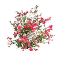 A vibrant pink flower bush blooms against a transparent background, highlighting natures beauty in minimalism, imagine bush of flowers on transparent background png