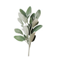 Fresh sage plant displayed on a transparent background highlighting its aromatic leaves and natural texture, Sage plant on transparent background png