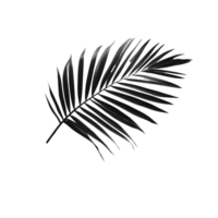 A blurred black tropical palm leaf casting shadows on a light transparent background, blurred black tropical palm leaf with shadow on transparent backgroundfile png
