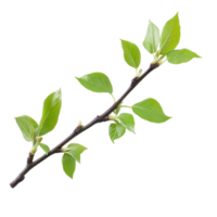Primavera galho com fresco verde folhas isolado em uma transparente fundo exibindo sazonal renovação, Primavera galho com verde folhas isolado em transparente fundo png