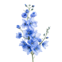 Delphinium flowers beautifully arranged in a delicate floral display against a pristine transparent background, delphinium flowers in a floral arrangement isolated on transparent background png