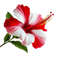 Beautiful red and transparent hibiscus flower isolated against a clean transparent background for natural elegance, red and transparent hibiscus flower isolated on transparent background png