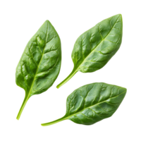Fresh spinach leaves isolated on a clean transparent background ready for culinary use or nutritional purposes, Spinach leaves isolated on transparent background png