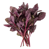 Fresh red spinach on a transparent background showcasing vibrant colors and healthy greens ideal for cooking or salads, red spinach on transparent background png