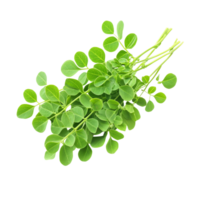 Fresh moringa leaves and isolate displayed on a clean transparent background for health and nutrition purposes, Moringa isolated on transparent background png