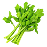 Fresh celery leaves isolated on a clean transparent background showcasing their vibrant green color and crisp texture, Celery leaves isolated on transparent background png