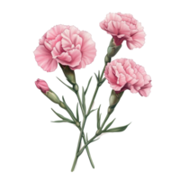 Beautiful carnation flowers isolated on a transparent background showcasing their delicate pink petals and rich green stems, Carnation flowers isolated on transparent background png