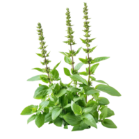 Holy Basil Ocimum sanctum plant with flowers displayed against a transparent background, Holy Basil Ocimum sanctum isolate on transparent background png