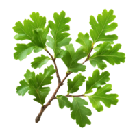 Green oak branch with vibrant leaves isolated against a clean transparent background for nature and botanical studies, green oak branch with leaves, file of isolated object on transparent background png