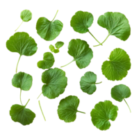 Fresh gotu kola leaves arranged on a transparent background, showcasing their vibrant green color and distinct shapes, Fresh gotu kola leaves on a transparent background png