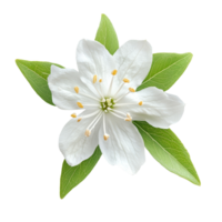 A slender deutzia flower in full bloom showcasing delicate petals and vibrant green leaves isolated on a transparent backdrop, Single slender deutzia flower top view isolated on transparent background png