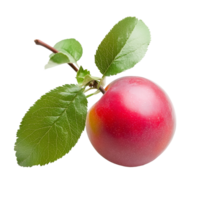 Freshly picked red cherry plum with lush green leaves isolated on a clean transparent background, red cherry plum with green leaves isolated on transparent background png