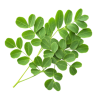 Fresh moringa leaves isolated on a clean transparent background showcasing their vibrant green color and unique shape, Moringa isolated on transparent background png