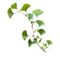 A Ginkgo biloba plant branch with distinctive fanshaped leaves on a pristine transparent background, Ginkgo biloba plant branch on a transparent background png