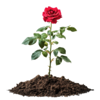 A vibrant red rose bush stands tall in rich, dark soil against a pure transparent background, a red rose bush grows in the ground, file of isolated object on transparent background png