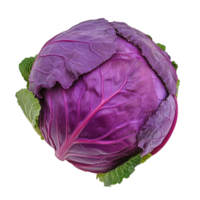 Fresh purple cabbage on a clean transparent background, showcasing its vibrant color and crisp texture for culinary use, Purple cabbage on transparent background png