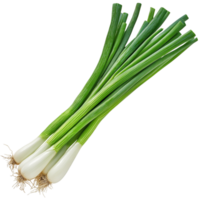 Fresh green onions harvested and arranged on a transparent background for culinary use and recipe demonstration, Green onion isolated on transparent background png