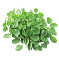 Moringa leaves with medicinal properties displayed on a transparent background ready for health applications, Moringa leaves have medicinal properties on transparent background png