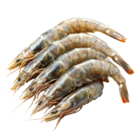 Fresh shrimp ready for preparation on a transparent background, showcasing their delicate texture and quality, Fresh shrimp on a transparent background png