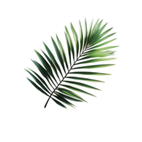 Green palm leaf casting shadows on a transparent surface creates a calming tropical aesthetic, green tropical branch palm leaf with shadow on transparent backgroundfile png