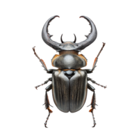 A large horned beetle displayed atop a transparent background, showcasing its unique features, Big horned beetle on transparent background png