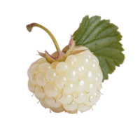 A half transparent raspberry with a green leaf resting against a plain transparent background inviting summer freshness, half transparent raspberry on transparent background png