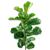 Elegant fiddle leaf fig plant standing tall against a clean transparent background for a simple, Nature fiddle leaf fig plants isolated on transparent background. Fiddle leaf fig houseplants png