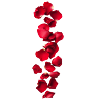 Scattered red rose petals isolated on a transparent background for romantic occasions or decor, strip of scattered red rose petals, file of isolated object on transparent background png