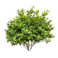 Lush green bush with dense foliage and prominent structure on a clean transparent background, bush on transparent background cutouts png