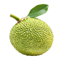Fresh breadfruit isolated on a transparent background showcasing its unique textured surface and green hue, Breadfruit isolated on transparent background png