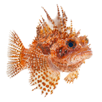 Isolated scorpionfish displaying vibrant colors and intricate features against a transparent backdrop, a scorpionfish isolated on transparent background png