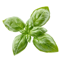 Fresh green basil herb leaves arranged beautifully on a transparent background for culinary and medicinal use, green basil herb leaves photo isolated on transparent background cutout png