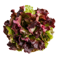 Fresh red oak lettuce on a clean transparent background showcasing its vibrant colors and delicate texture in natural light, Red oak lettuce on transparent background png