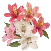 A cluster of vibrant alstromeria flowers in various shades against a clean transparent background, On a transparent background, theres afeaturing alstromerias png