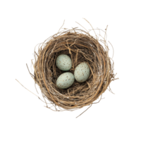 A birds nest featuring three speckled eggs on a transparent background by transparent, Birds nest on a transparent background png
