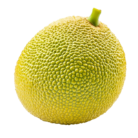 Fresh breadfruit isolated on transparent background showcasing its unique texture and color, Breadfruit isolated on transparent background png