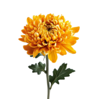 Vibrant chrysanthemum flower in vivid orange against a clean transparent background showcasing its intricate petals and lush green leaves, chrysanthemum flower on transparent background png