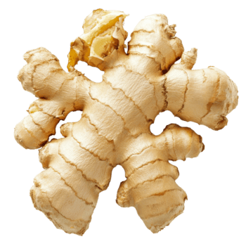 färsk ingefära rot på en enkel transparent bakgrund visa upp dess unik form och textur för kulinariska använda sig av, ingefära rot på transparent bakgrund png