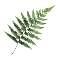 A vibrant green fern leaf positioned on a clean transparent background for natural botanical aesthetics, fern leaf on transparent background png