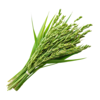 Freshly harvested paddy ears arranged artistically on a bright transparent background to highlight their vibrant green color, Fresh paddy on a transparent background png