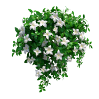 Lush bush of jasmine flowers with vibrant green leaves against a clean transparent backdrop, a bush of jasmine flowers, file of isolated object with shadow on transparent background png