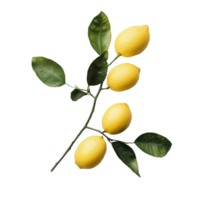 Fresh lemons and green leaves arranged on a transparent background for a vibrant natural look, Branch with Fresh Lemons on transparent background png