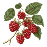 Fresh raspberries and green leaves showcasing vibrant red fruit on a transparent background, Raspberries Isolated on transparent background Old Botanical Illustration png