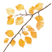 Autumn birch branch adorned with dry yellow leaves against a clean transparent backdrop, birch branch with dry autumn yellow leaves, file of isolated object on transparent background png