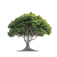 A lone green tree stands out against a transparent background, highlighting its lush leaves and intricate branches, Single tree isolated on transparent background png