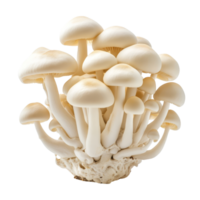 transparent beech mushrooms growing in a cluster on a transparent background, showcasing their unique shape and texture, transparent beech mushrooms, Shimeji mushroom, Edible mushroom isolated on png