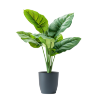Elegant potted plant for stylish office decoration placed on a clean transparent background for a fresh look, potted plant for office decoration isolated on transparent png