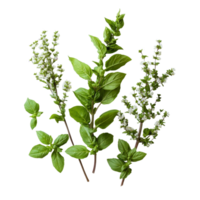 Fresh holy basil with green leaves and transparent flowers displayed on a clean transparent background, Holy basil on transparent background png